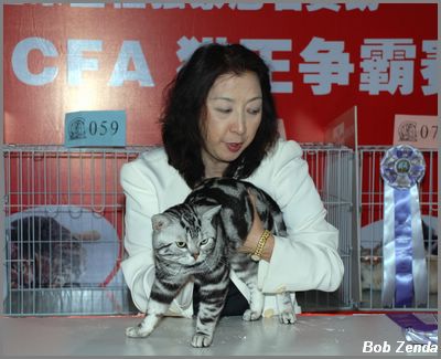 Yukiko 4th Best Cat (Phoenix)